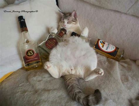 Drunk cat - 